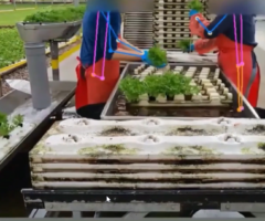 Automated Lettuce Transplant