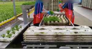 Automated Lettuce Transplant