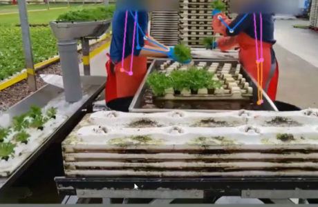 Automated Lettuce Transplant