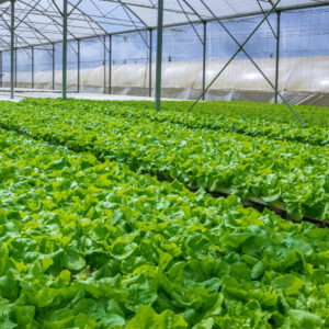 Lettuce production re-engineered through robotics and AI collaboration with JEPCO