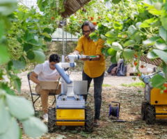 Next-generation strawberry-picking robots enter advanced field trials