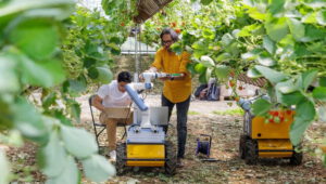 Next-generation strawberry-picking robots enter advanced field trials